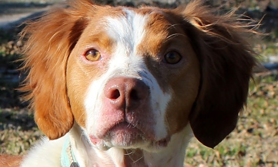 Always wanted a pet? Here are 7 cuddly canines to adopt now in Fort Worth