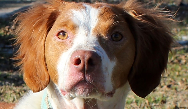Always wanted a pet? Here are 7 cuddly canines to adopt now in Fort Worth