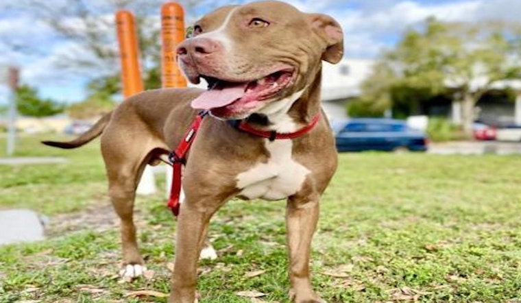 Looking to adopt a pet? Here are 5 cuddly canines to adopt now in Tampa