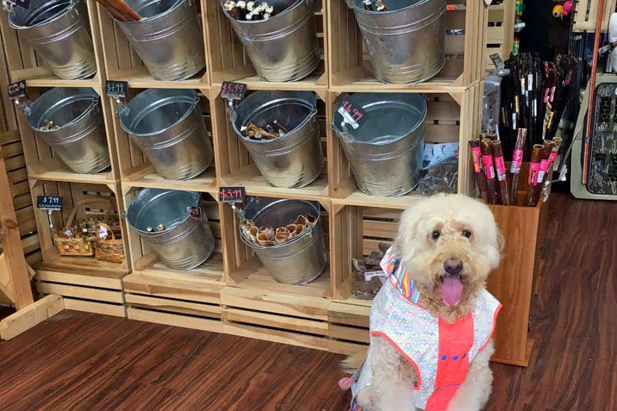 Plano's top 3 pet stores, ranked