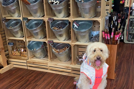 Plano's top 3 pet stores, ranked