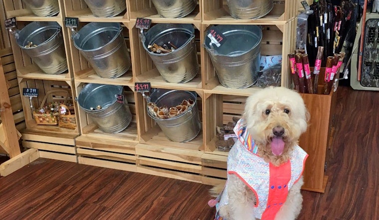Plano's top 3 pet stores, ranked