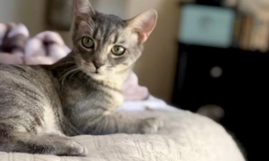 7 cute felines ready to adopt now in Dallas