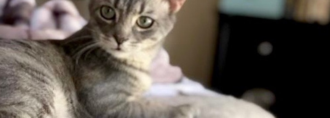 7 cute felines ready to adopt now in Dallas