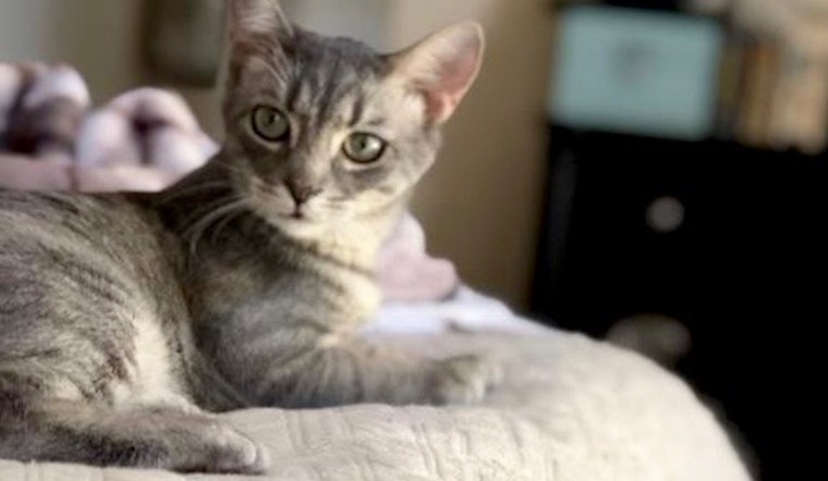 7 cute felines ready to adopt now in Dallas