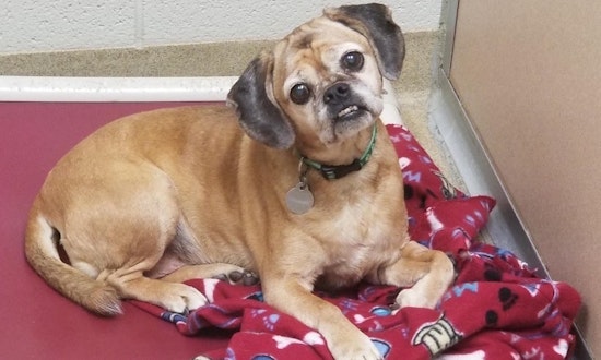 Always wanted a pet? Here are 7 snuggly canines to adopt now in Denver