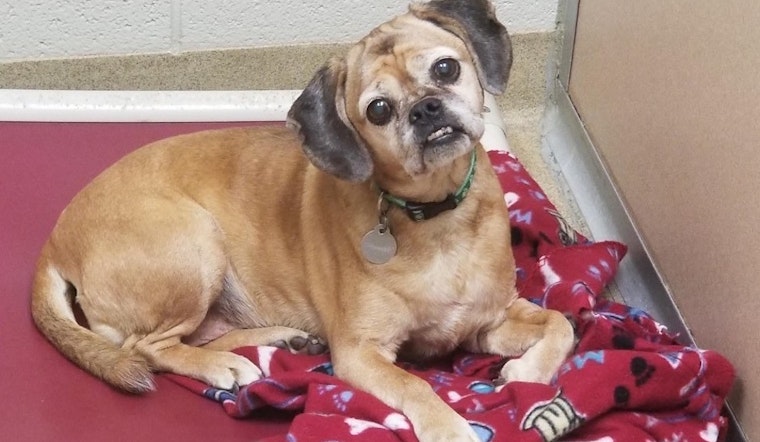 Always wanted a pet? Here are 7 snuggly canines to adopt now in Denver