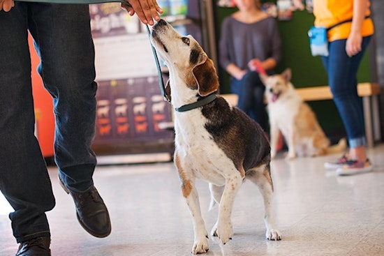 The 4 best pet stores in Orlando