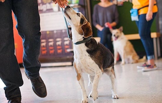 The 4 best pet stores in Orlando