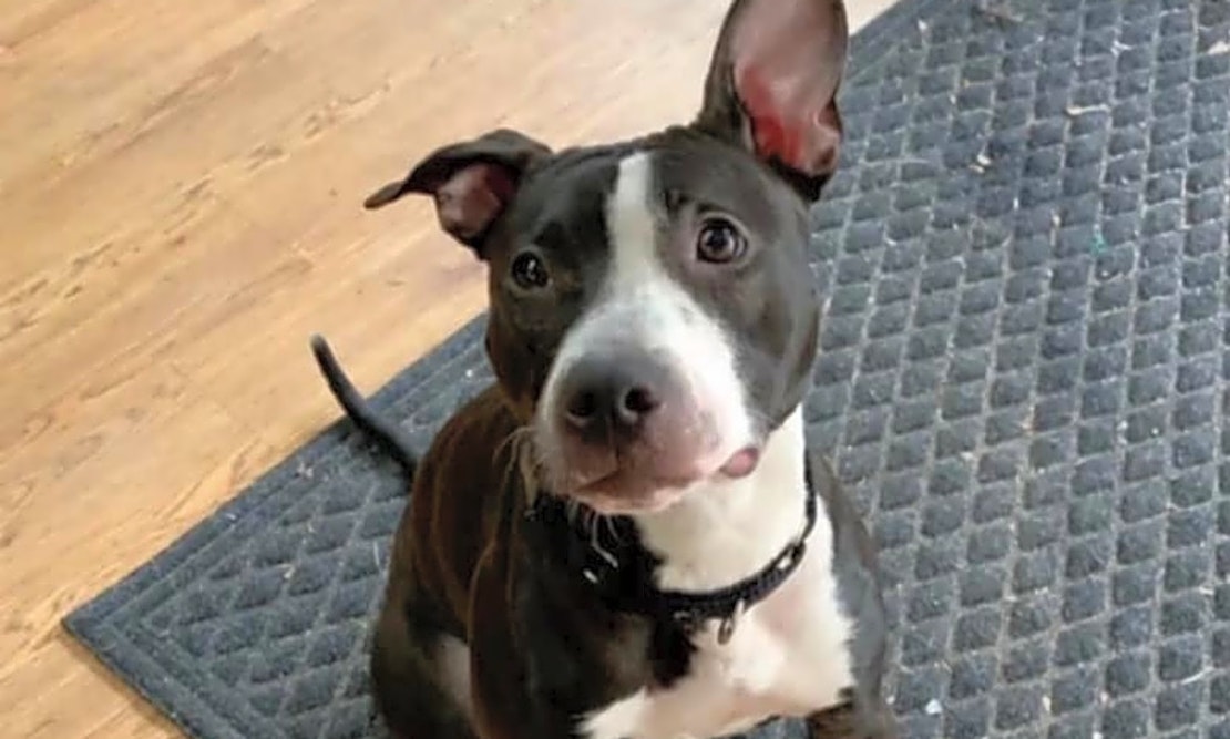 These New York City-based doggies are up for adoption and in need of a good home