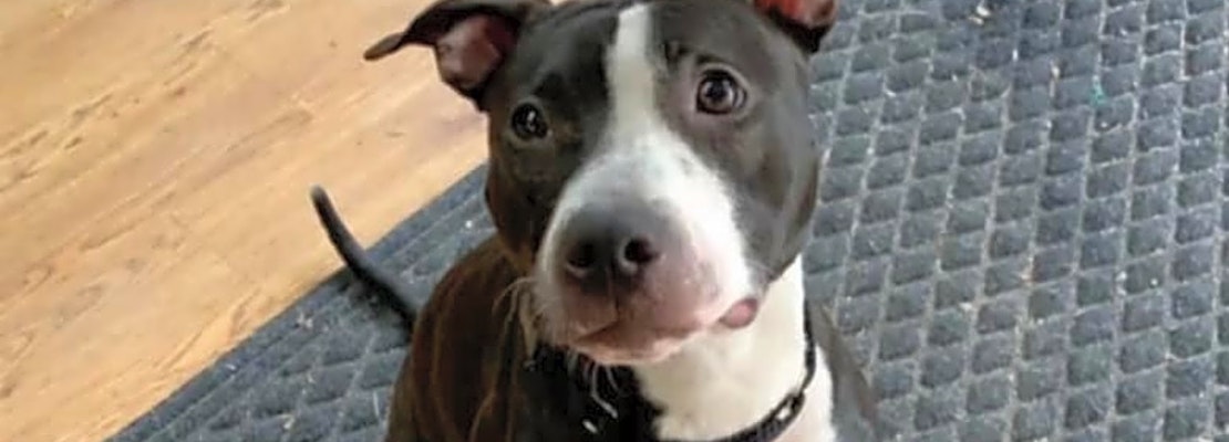 These New York City-based doggies are up for adoption and in need of a good home