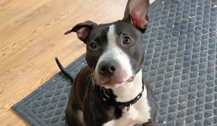 These New York City-based doggies are up for adoption and in need of a good home