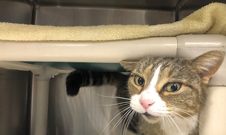 6 charming cats to adopt now in Jersey City