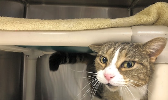 6 charming cats to adopt now in Jersey City