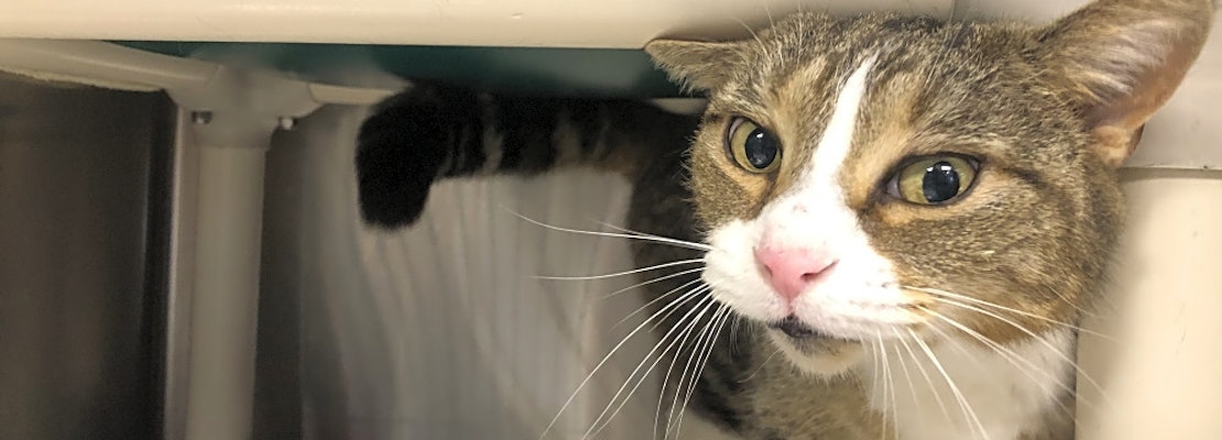 6 charming cats to adopt now in Jersey City