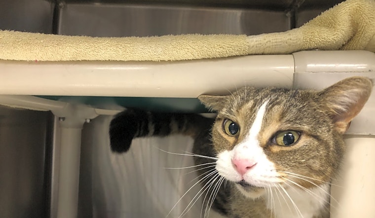 6 charming cats to adopt now in Jersey City