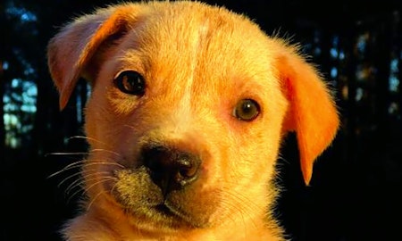 Looking to adopt a pet? Here are 7 cuddly canines to adopt now in Washington