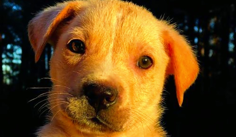 Looking to adopt a pet? Here are 7 cuddly canines to adopt now in Washington