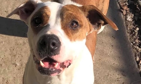 These Boston-based pups are up for adoption and in need of a good home