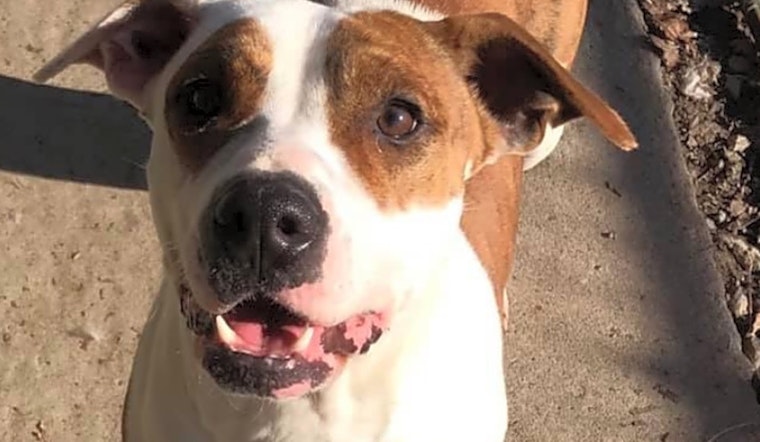 These Boston-based pups are up for adoption and in need of a good home