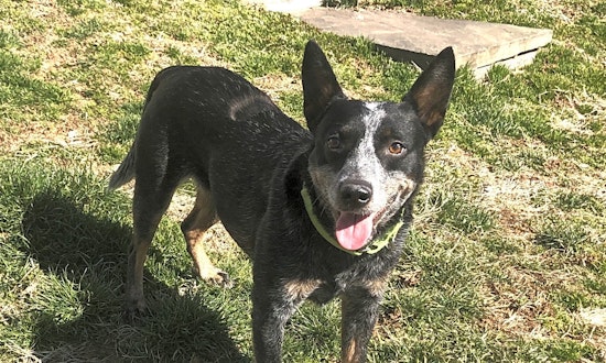4 lovable pups to adopt now in Philadelphia