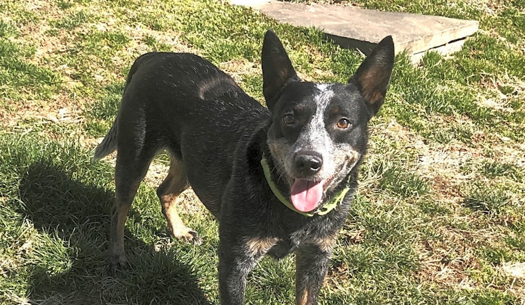 4 lovable pups to adopt now in Philadelphia