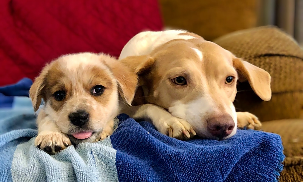 puppies needing good homes