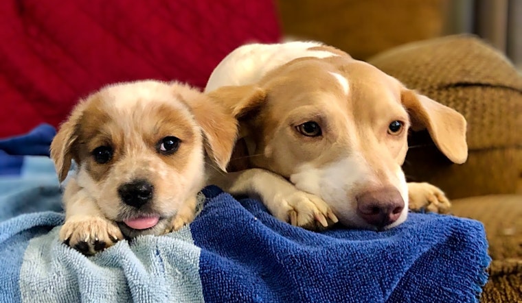 These Baltimore-based puppies are up for adoption and in need of a good home