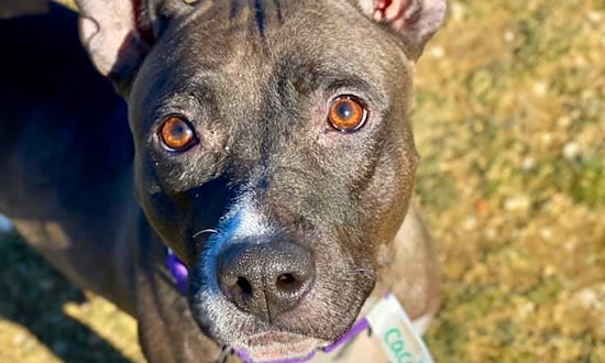 These Cleveland-based doggies are up for adoption and in need of a good home