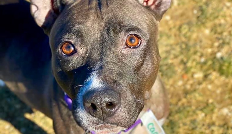 These Cleveland-based doggies are up for adoption and in need of a good home