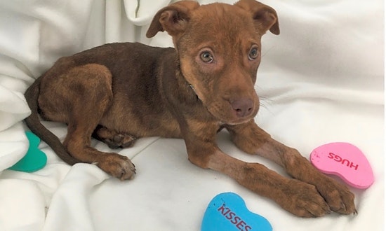 These Detroit-based puppies are up for adoption and in need of a good home