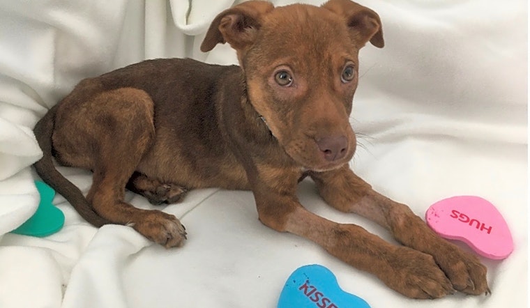 These Detroit-based puppies are up for adoption and in need of a good home