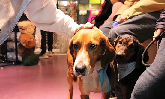 5 lovable pups to adopt now in Raleigh