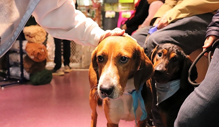 5 lovable pups to adopt now in Raleigh