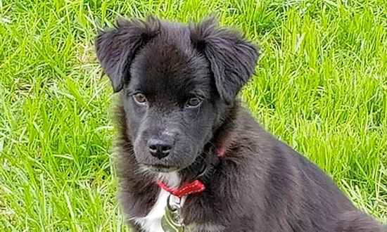 4 adorable pups to adopt now in Durham