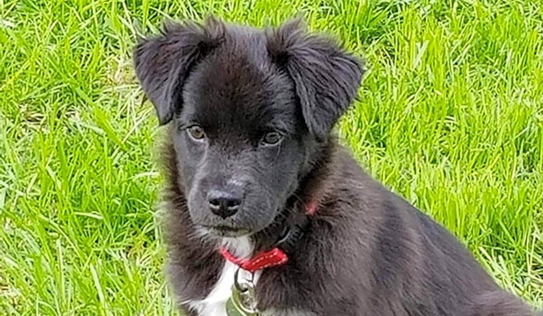 4 adorable pups to adopt now in Durham