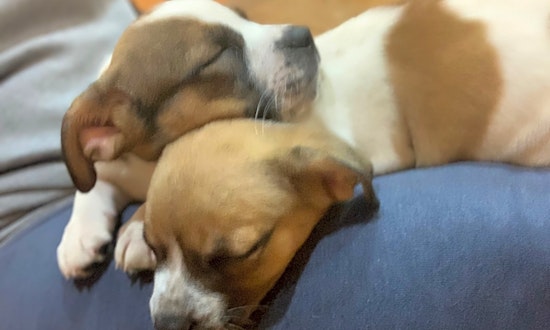 Want to adopt a pet? Here are 4 perfect pups to adopt now in Charlotte