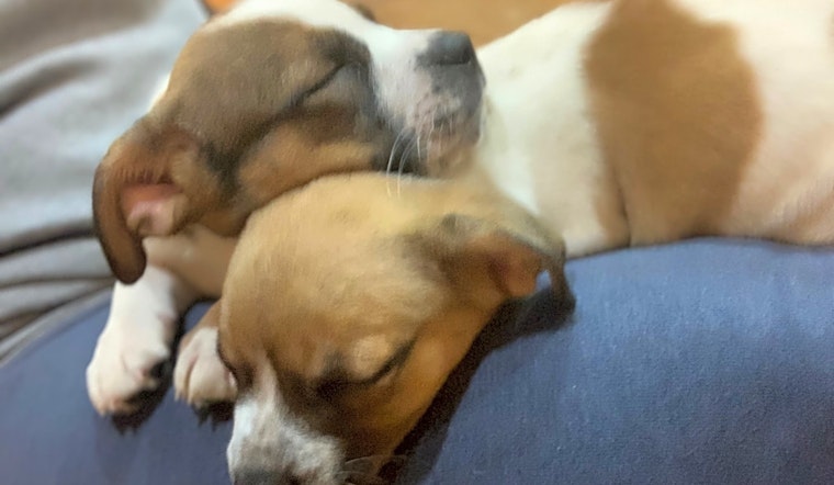 Want to adopt a pet? Here are 4 perfect pups to adopt now in Charlotte
