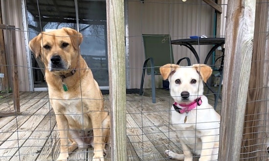 7 perfect puppies to adopt now in Atlanta