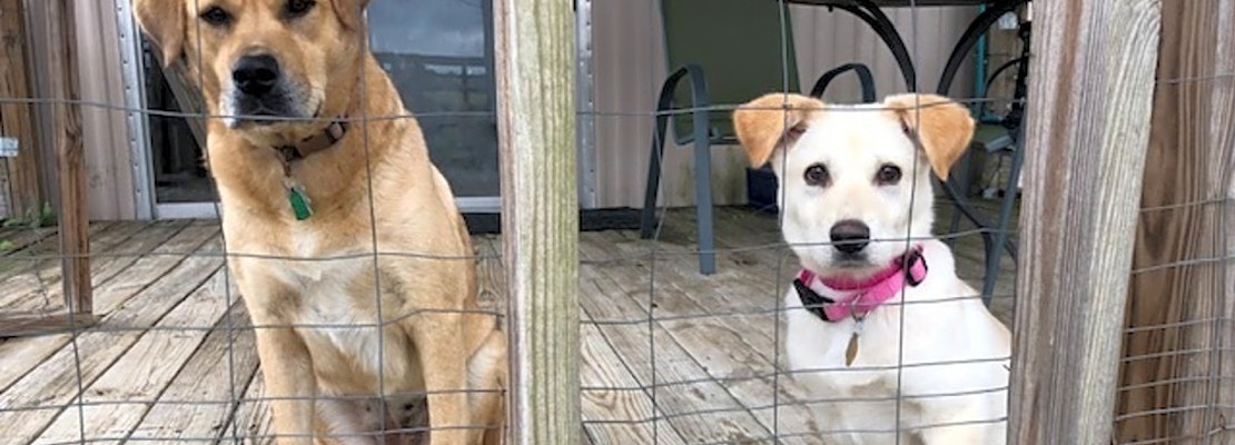 7 perfect puppies to adopt now in Atlanta