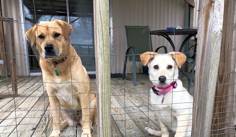 7 perfect puppies to adopt now in Atlanta