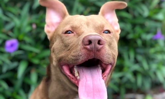6 delightful doggies to adopt now in Orlando