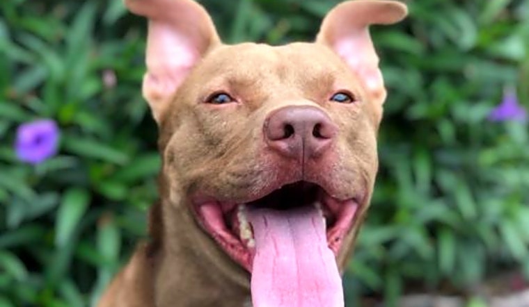 6 delightful doggies to adopt now in Orlando