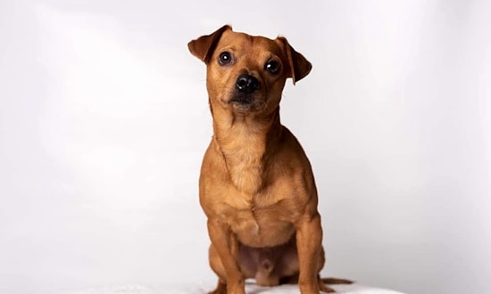 Want to adopt a pet? Here are 5 lovable pups to adopt now in Houston