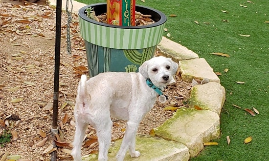 These San Antonio-based pups are up for adoption and in need of a good home