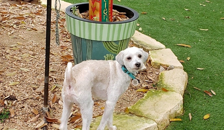 These San Antonio-based pups are up for adoption and in need of a good home