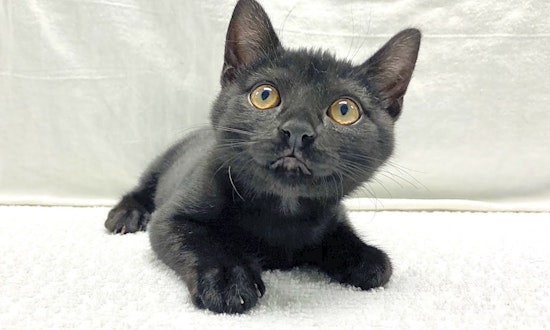 These Miami-based kittens are up for adoption and in need of a good home