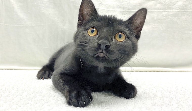 These Miami-based kittens are up for adoption and in need of a good home