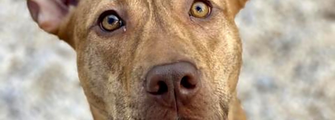 5 delightful doggies to adopt now in Tampa