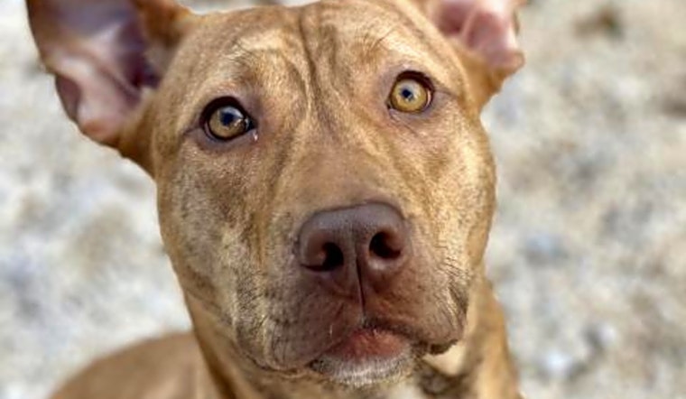 5 delightful doggies to adopt now in Tampa